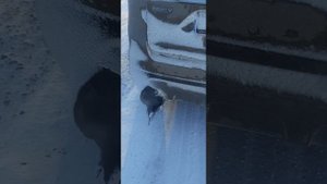 Джили Атлас 2,4-150лс. Выхлоп как у Белаза?