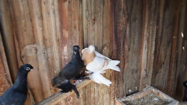 DSC 6004.mp4 смотреть онлайн