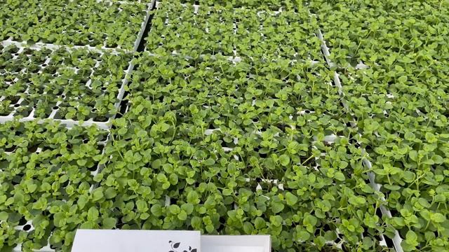 See Your Bacopa Jumbo Plugs RIGHT NOW смотреть онлайн