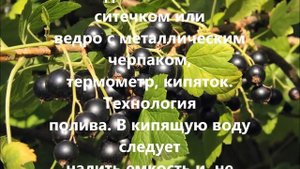 Полив смородины и крыжовника кипятком