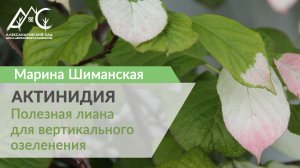 Актинидия. Полезная лиана для вертикального озеленения