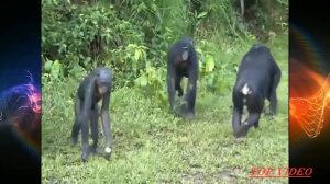 Amazing Bonobo Mating Like Human - best amazing bonobo mating like human beings