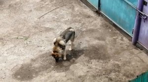 Волкособ на задних лапах прыгает за едой