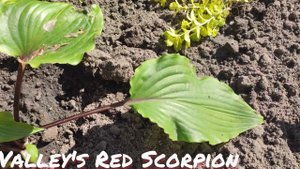 ХОСТА сорта Valleys red scorpions