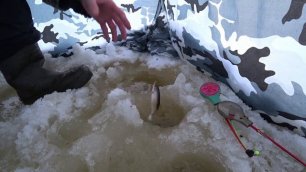 Рыбалка зимой на святой реке. Рабочая мормышка на ельца. Рыбы кишат под льдом (1).mp4