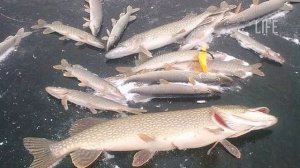 Ловля щуки в ноябре от а до я! Как ловить щуку в ноябре со льда?