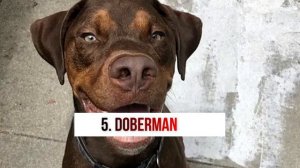 Top 10 Doberman Crossbreeds | Dogs Mixed with Doberman Pinschers