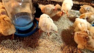 ГОЛОШЕЙНАЯ ПОРОДА КУР! ЛУЧШИЕ МЯСОЯИЧНЫЕ КУРЫ. ВЫРАЩИВАНИЕ ЦЫПЛЯТ. СОДЕРЖАНИЕ И УХОД