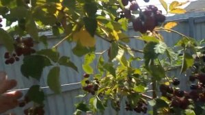 Ежевика Коламбия Стар выращивание на 2-ух плоскостной шпалере урожай 2020г.