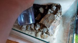 Палюдариум для крабов с водопадом своими руками.