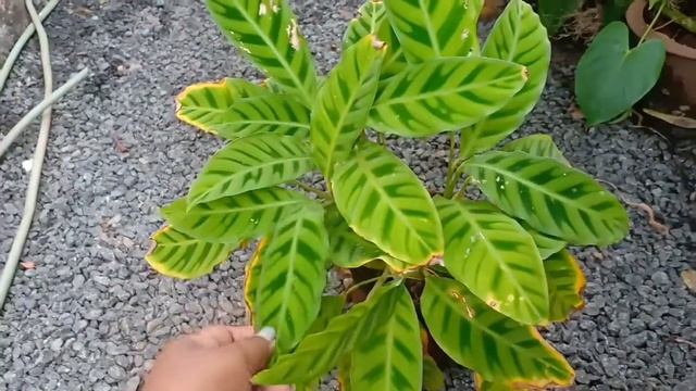 How to grow Calathea Zebrina plant in Malayalam смотреть онлайн