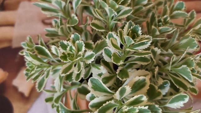 Потрясающей красоты новинка! Вечнозеленый засухоустойчивый многолетник, меняющий цвет листвы