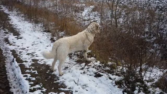 Erdősor Kincse- Vértesi Selymes Ohaj-Kuvasz-Vadászaton смотреть онлайн