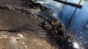 Разобрал плотину бобра