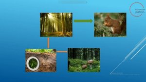 Земля-кормилица. Жизнь леса. Окружающий мир. 4 класс.