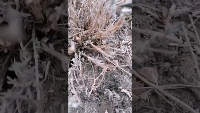 Обрезка лаванды весной.