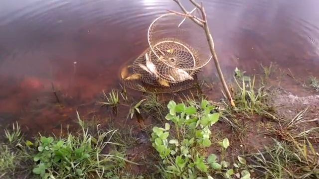 Рыбалка на фидер. река Юхоть Ярославская область 2014 год смотреть онлайн