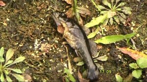 Как поймать рыбу на полностью заросшем водоёме_отчёт о рыбалке