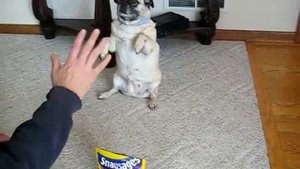 Мопс выполняет команды/Pug doing tricks =)