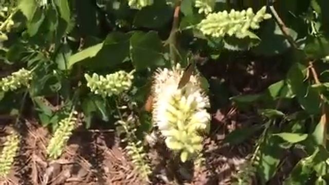 Pollinator magnet: Clethra alnifolia 'Sixteen Candles' смотреть онлайн