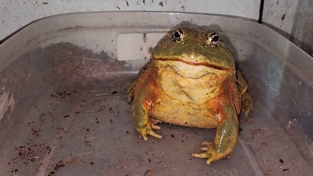 African Bullfrog Catches 4 Hamsters - Warning Live Feeding смотреть онлайн