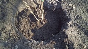 Посадка фундука весной - как правильно посадить фундук