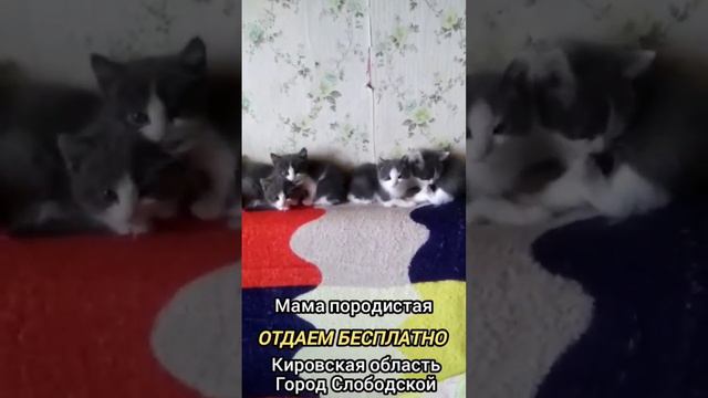 Котята от породистой кошки даром в хорошие руки! смотреть онлайн