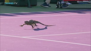 Игуана прервала теннисный матч на турнире в Майами