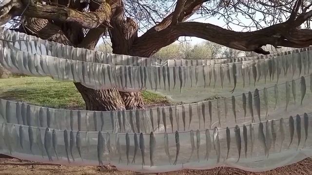 Вобла 2022. Приехали за воблой, а хорошо ловится сазан!.mp4