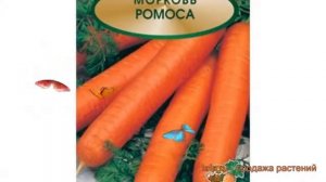 Морковь обыкновенный Ромоса (romosa) ? морковь Ромоса обзор: как сажать семена моркови Ромоса