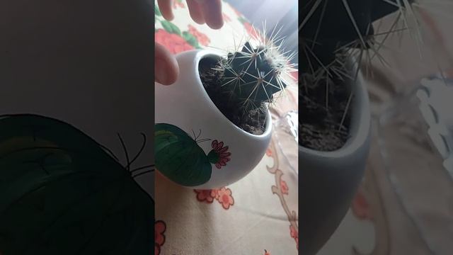 Мой эхико кактус смотреть онлайн