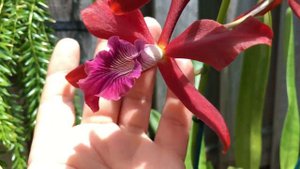 Laelia tenebrosa ‘SVO’4 N x Laelia milleri ‘Dr. Koopowitz Red’ HCC/AOS