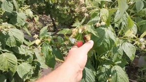 [ РЕЗУЛЬТАТ ПОСАДКИ МАЛИНЫ в ТРАНШЕЮ ?! ]