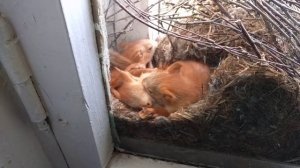 Семья белок в окне