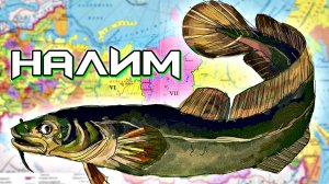 Где водится налим? Места обитания налима в России и Подмосковье. В каких реках водится налим?