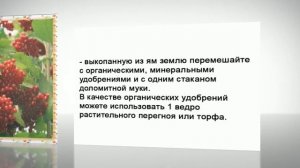 Как посадить калину, советы