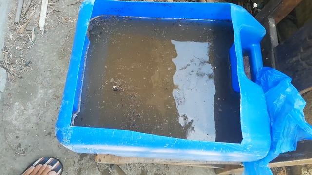 How to plant azolla / easy way to cultivate azolla смотреть онлайн