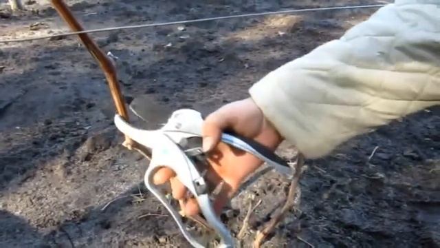 Обрезка винограда 3 Осень