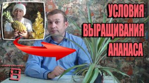 УСЛОВИЯ ВЫРАЩИВАНИЯ АНАНАСА. ЭКЗОТИКА НА ПОДОКОННИКЕ
