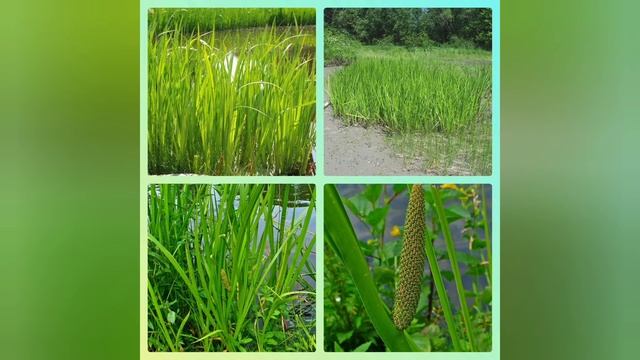 АИР болотный. Полезные свойства. смотреть онлайн