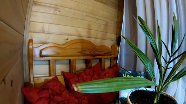 Красавица! Финиковая пальма из косточки #пальмаизкосточки #финиковаяпальмауход#цветывинтерьере