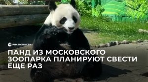 Панд из Московского зоопарка планируют свести еще раз