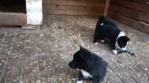 ЩЕНКИ РУССКОЕВРОПЕЙСКОЙ ЛАЙКИ ОТ ШЕЛЬМЫ/ ВОЗРАСТ МЕСЯЦ ПЕРВОЕ ЗНАКОМСТВО С КУНИЦЕЙ/