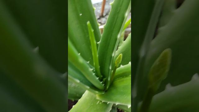 Rare Aloe Vera Flowers