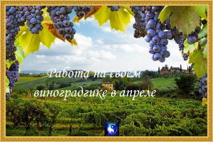 Работа на винограднике 29.04.24г