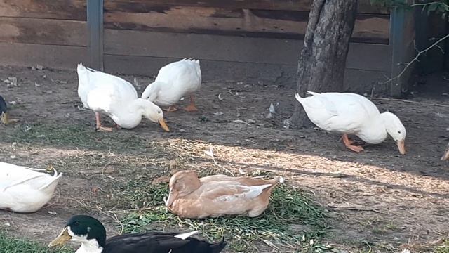 как отличить молодых уточек от селезней смотреть онлайн