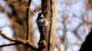 Дробь малого дятла. Dendrocopus minor. Птицы Беларуси.