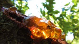 Смола на дереве 5 удивительных фактов
