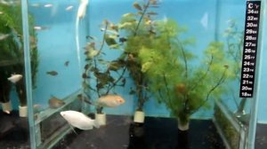Обзор рыб и растений в продаже в салоне аквариумов AquaHouses.ru