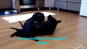 Стаффи, стаффбуль, стаффордширский бультерьер